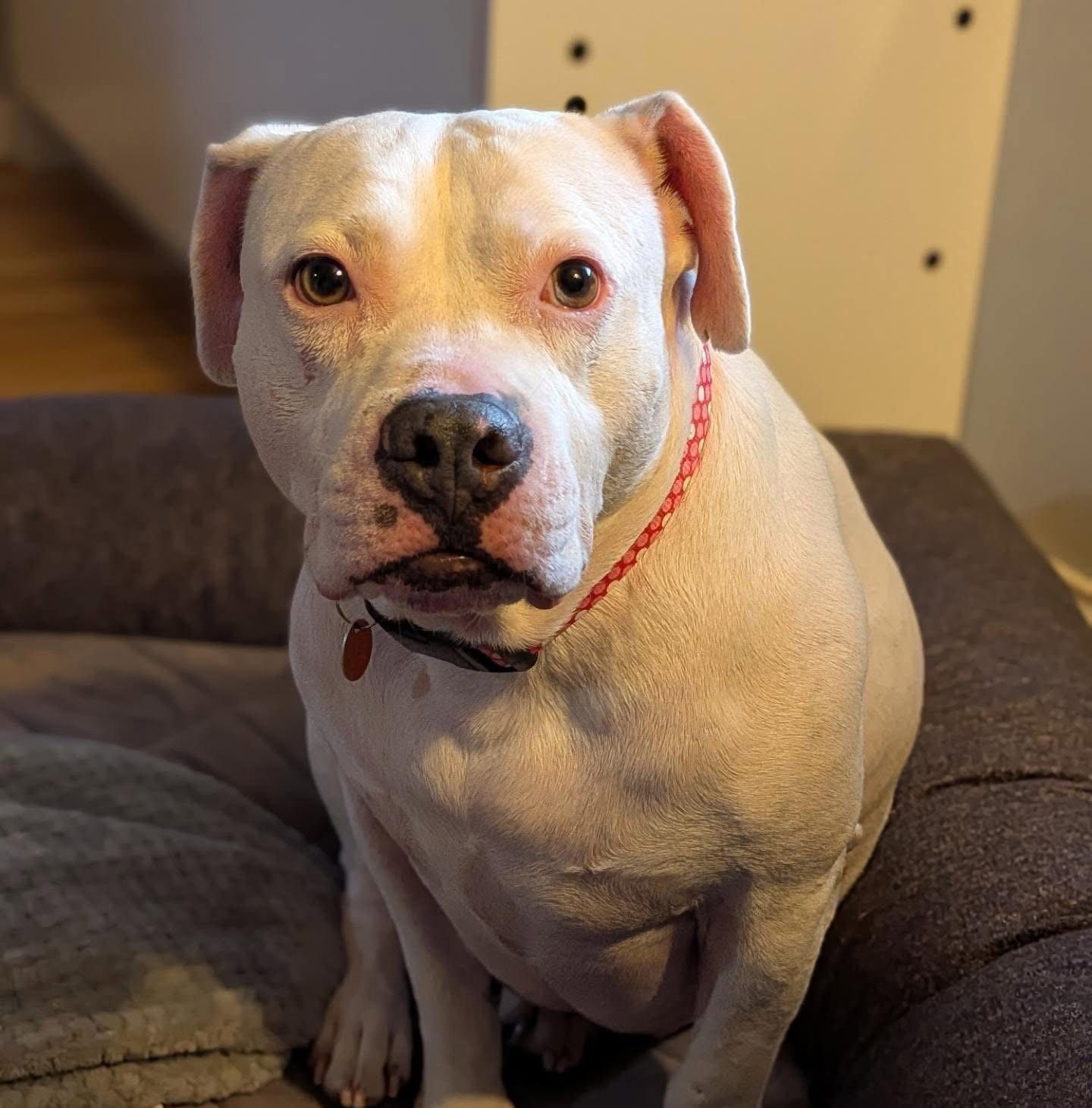 Enlarge Dora *adoption fee waived*, a Adoptable Pit Bull Terrier in Saint Paul, MN image 2/3