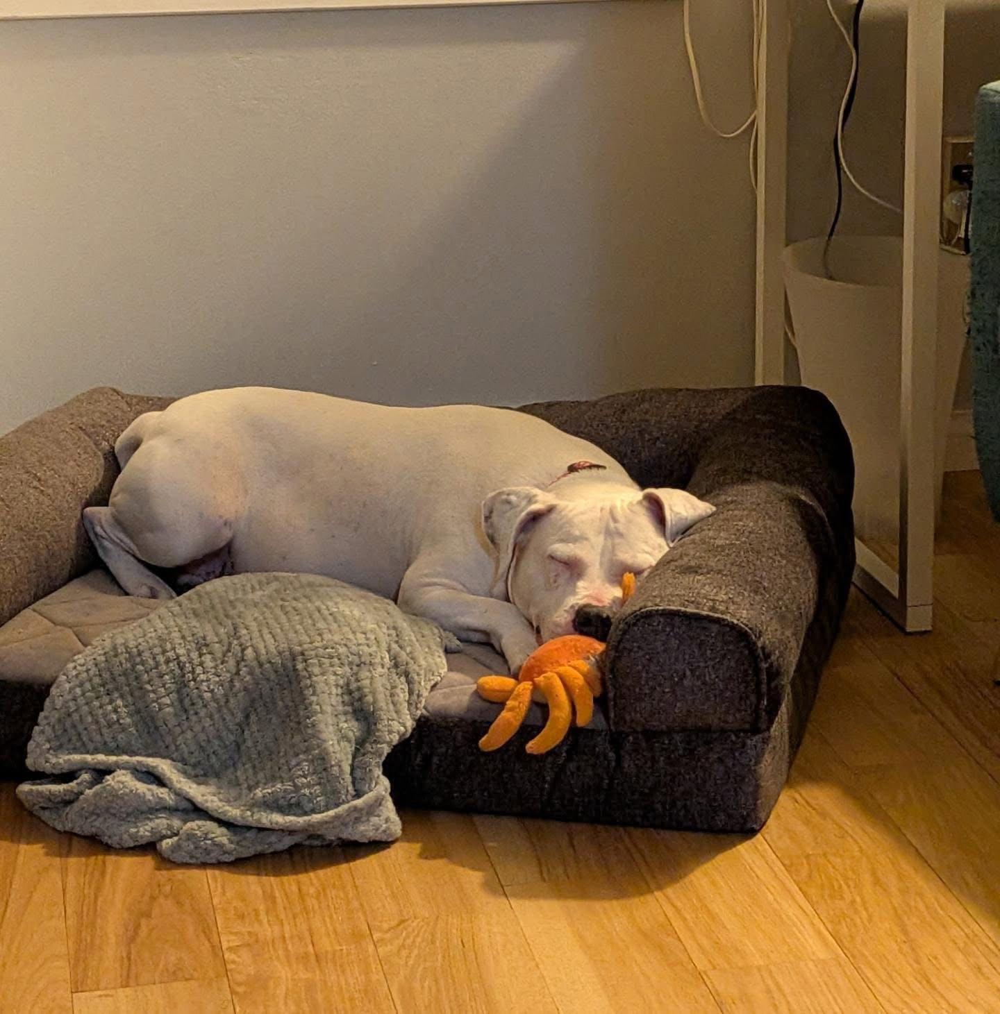Enlarge Dora *adoption fee waived*, a Adoptable Pit Bull Terrier in Saint Paul, MN image 3/3