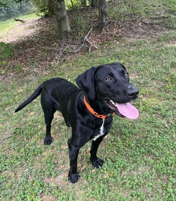 Drake, Adoptable, Adult Male Labrador Retriever.