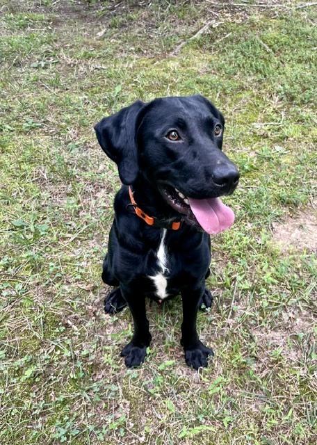 Enlarge Drake, a Adoptable Labrador Retriever in Mocksville, NC image 2/3