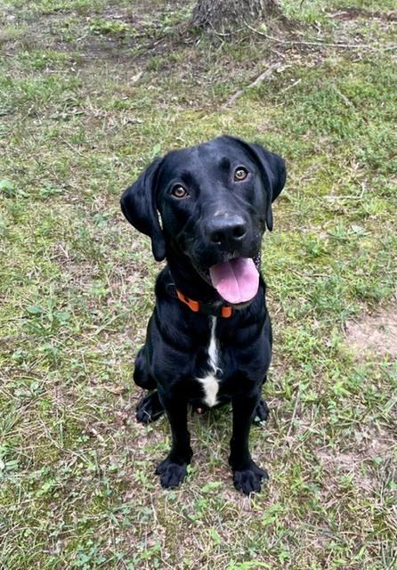 Enlarge Drake, a Adoptable Labrador Retriever in Mocksville, NC image 3/3