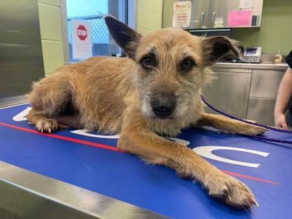 Damona, Adoptable, Young Female Terrier & Mixed Breed.