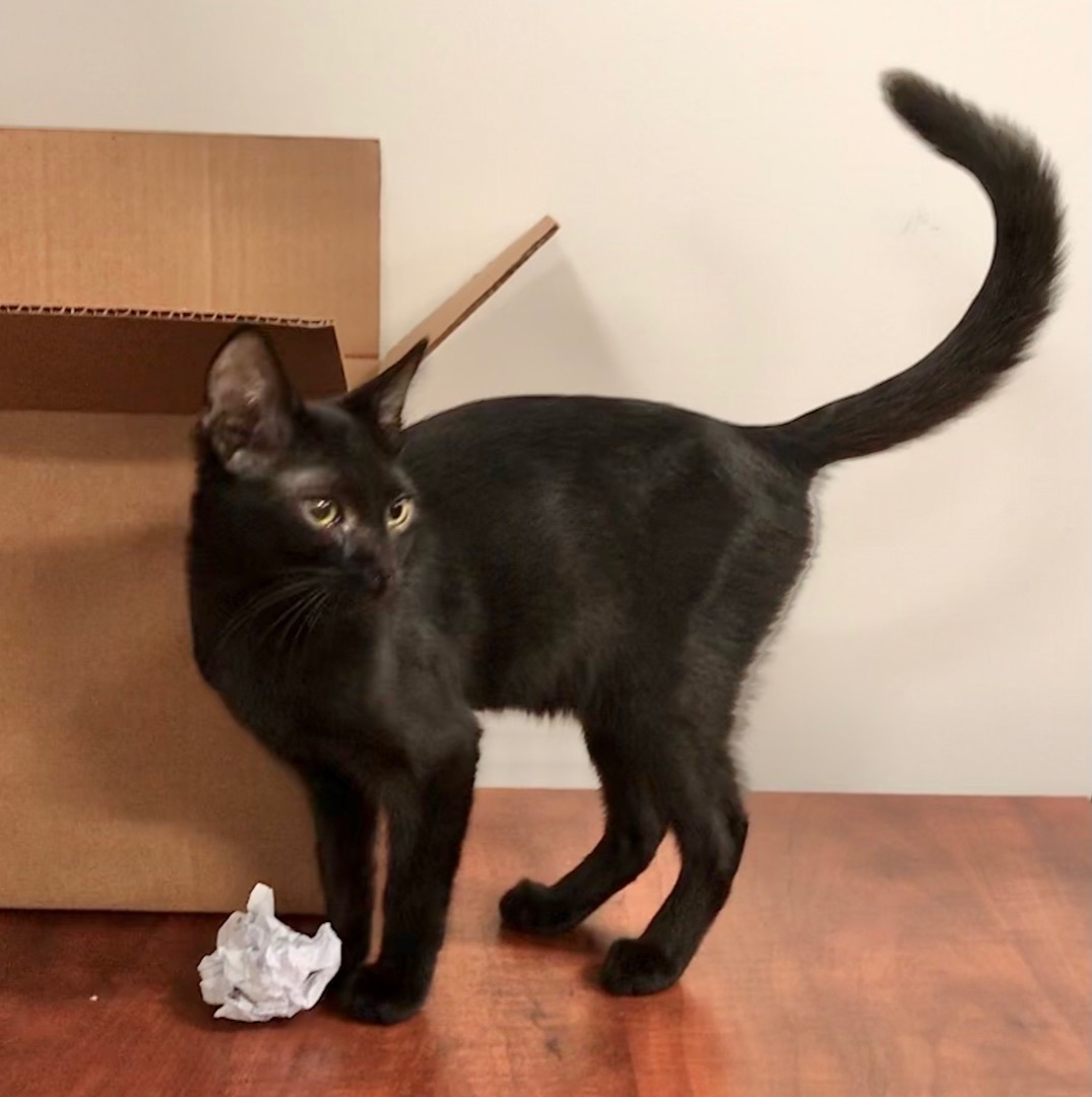 Enlarge Achillia, a Adoptable American Shorthair in Vallejo, CA image 1/4