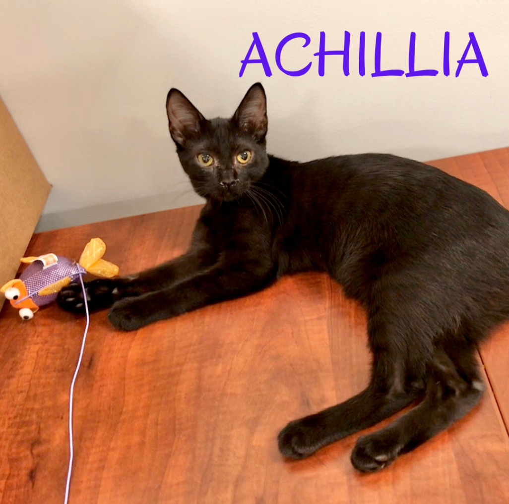 Enlarge Achillia, a Adoptable American Shorthair in Vallejo, CA image 2/4