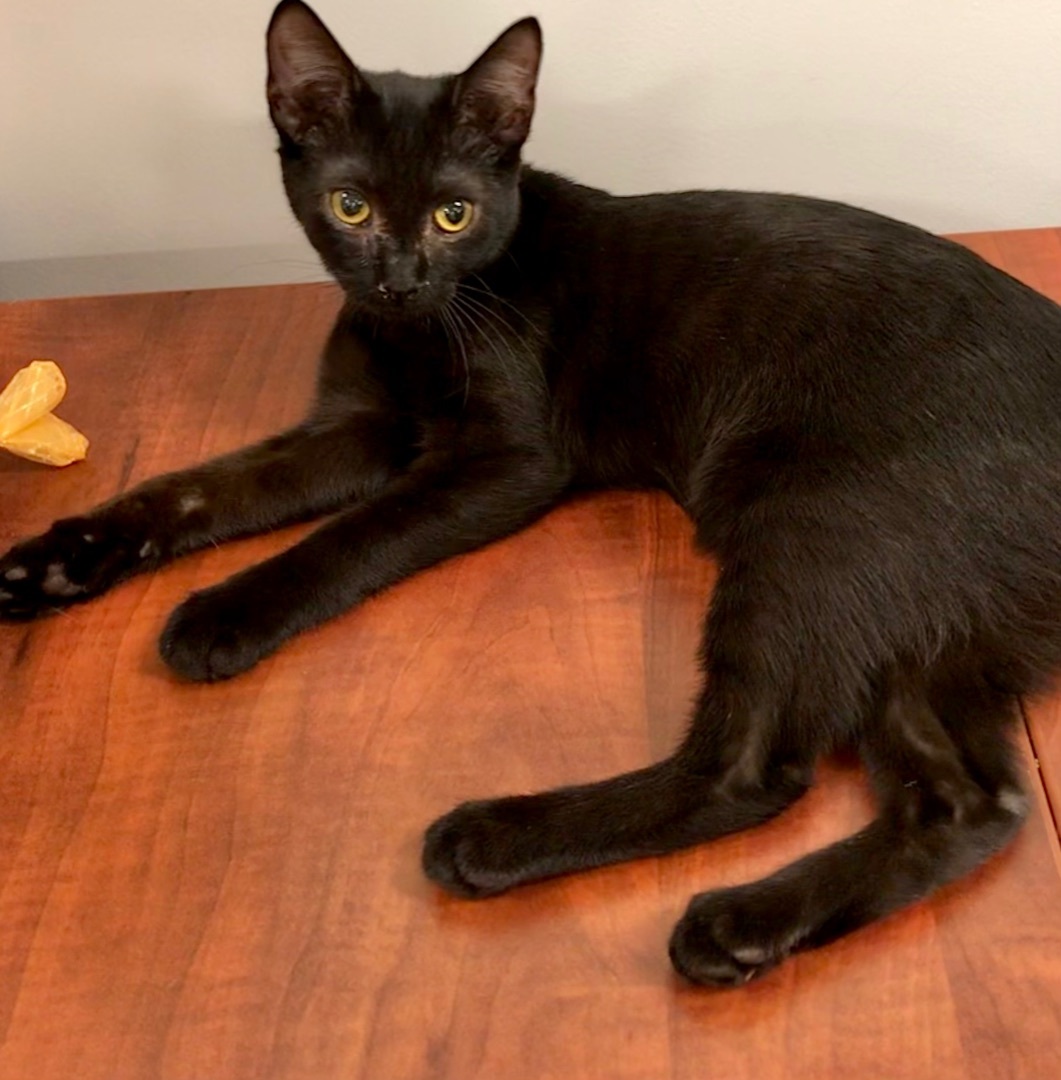 Enlarge Achillia, a Adoptable American Shorthair in Vallejo, CA image 3/4