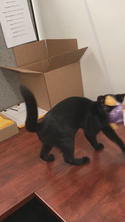 Enlarge Achillia, a Adoptable American Shorthair in Vallejo, CA video 4/4