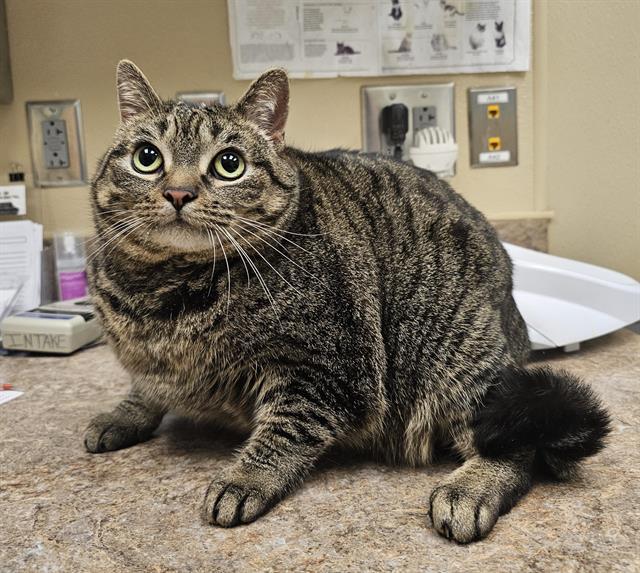 FATIMA, Adoptable, Adult Female Domestic Short Hair.