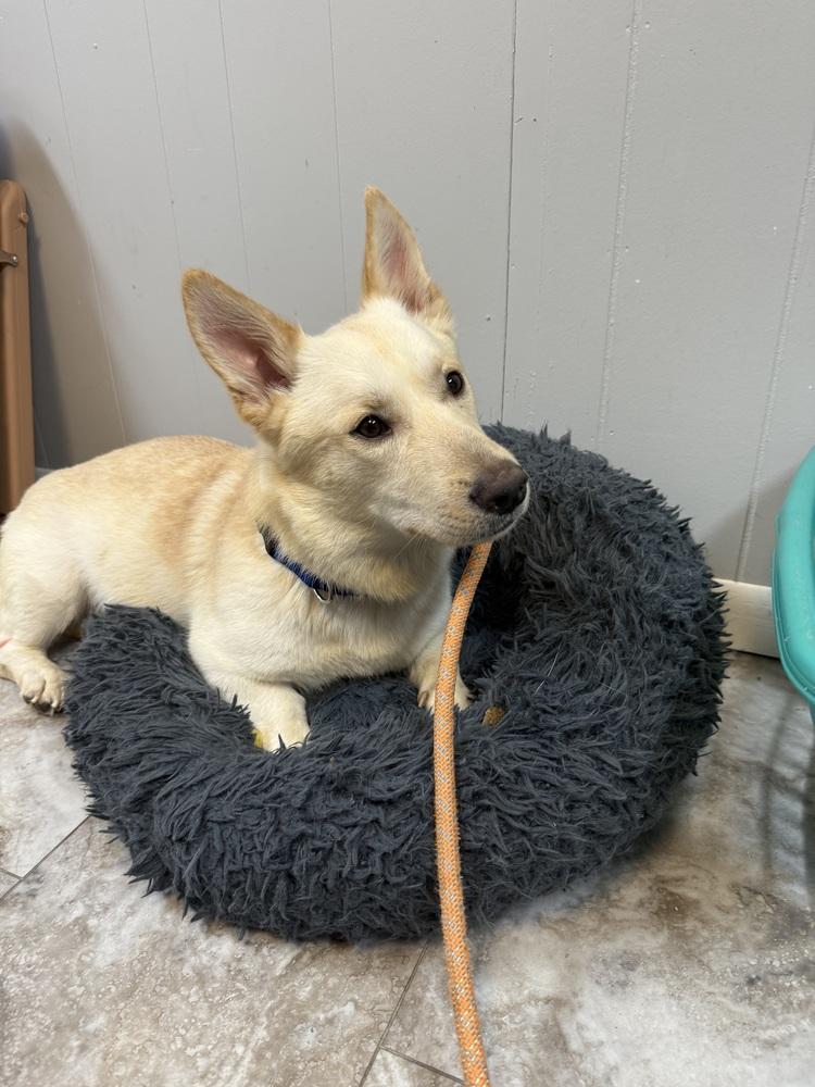Enlarge BUDSTER, a Adoptable mixed breed in Rochester, IN image 1/6
