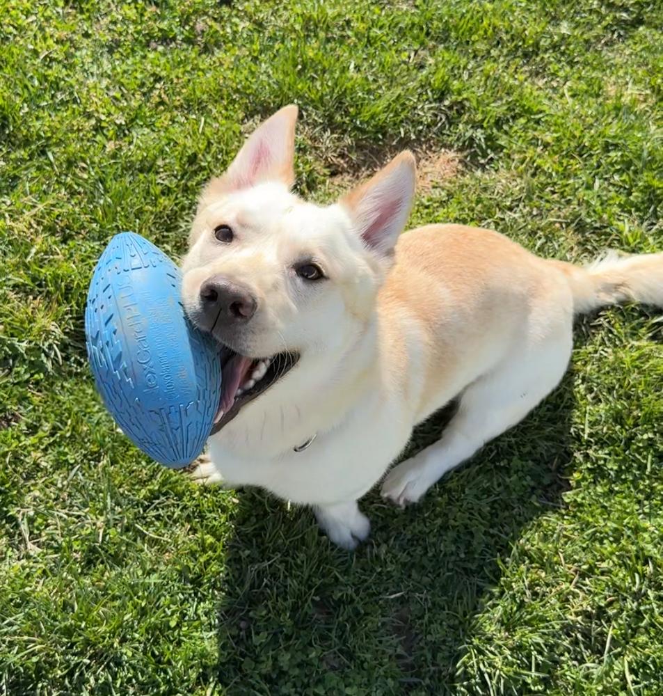 Enlarge BUDSTER, a Adoptable mixed breed in Rochester, IN image 2/6