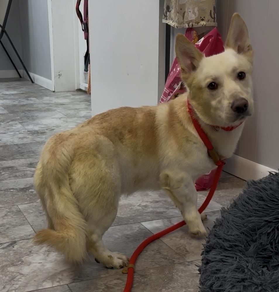 BUDSTER, Adoptable, Adult Male Corgi & Husky.