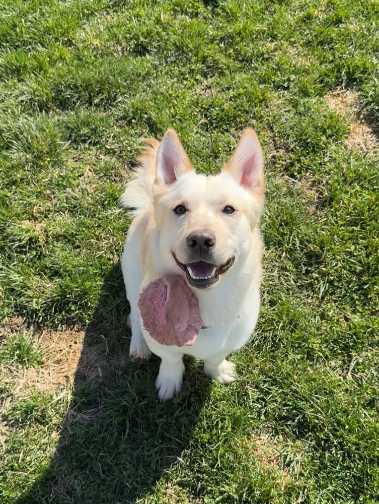 Enlarge BUDSTER, a Adoptable mixed breed in Rochester, IN image 3/6