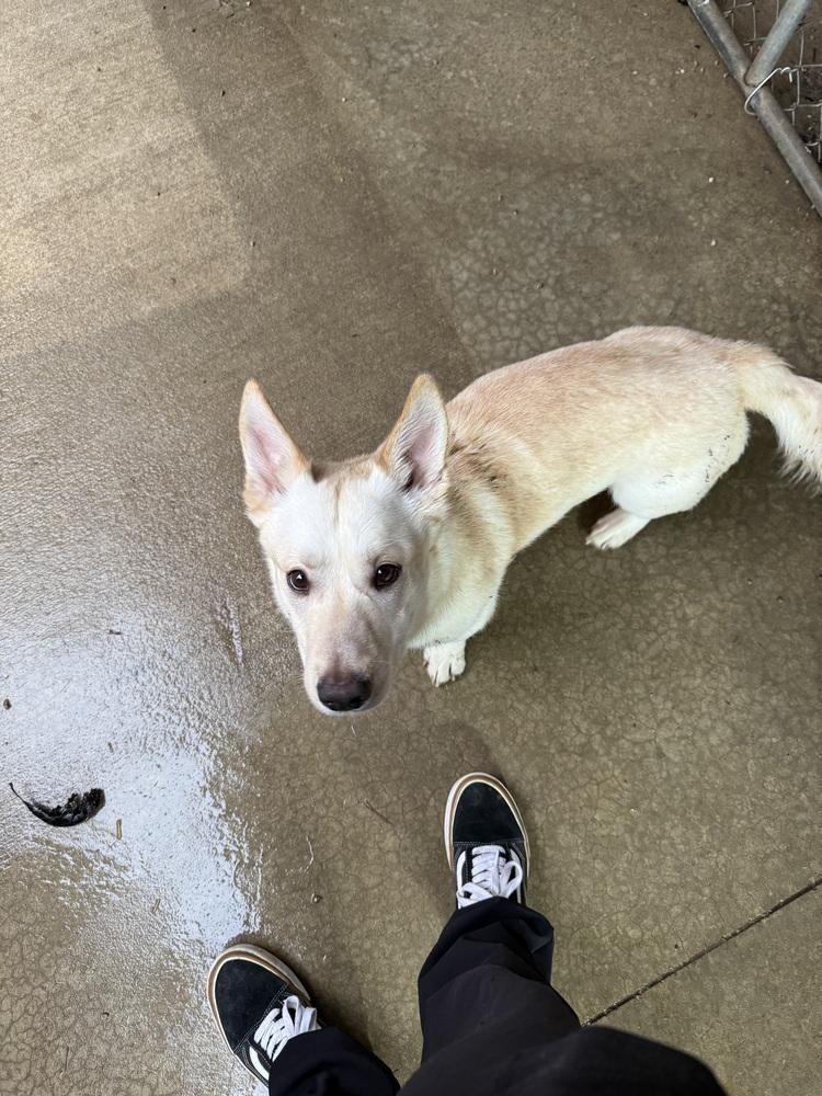 Enlarge BUDSTER, a Adoptable mixed breed in Rochester, IN image 4/6