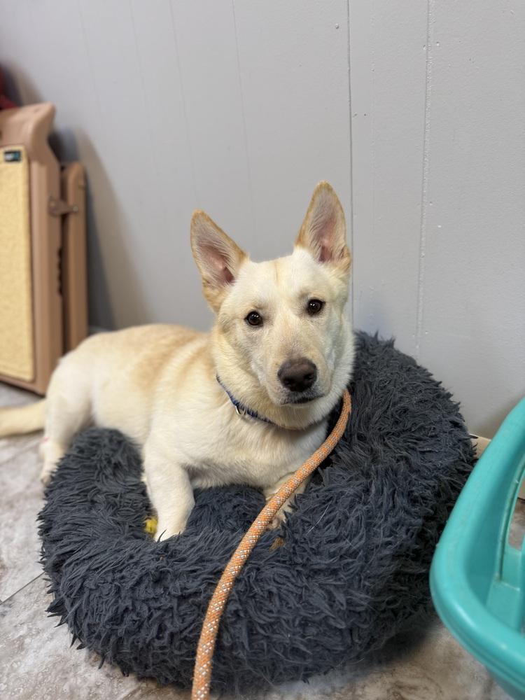 Enlarge BUDSTER, a Adoptable mixed breed in Rochester, IN image 5/6