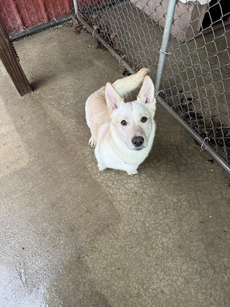 Enlarge BUDSTER, a Adoptable mixed breed in Rochester, IN image 6/6