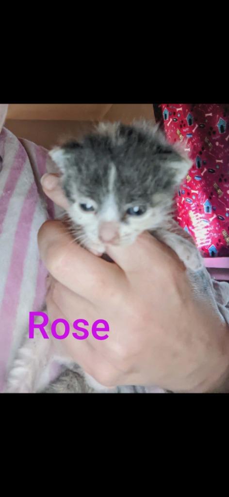 Enlarge Rose, a Adopted mixed breed in Ada, OK image 1/1