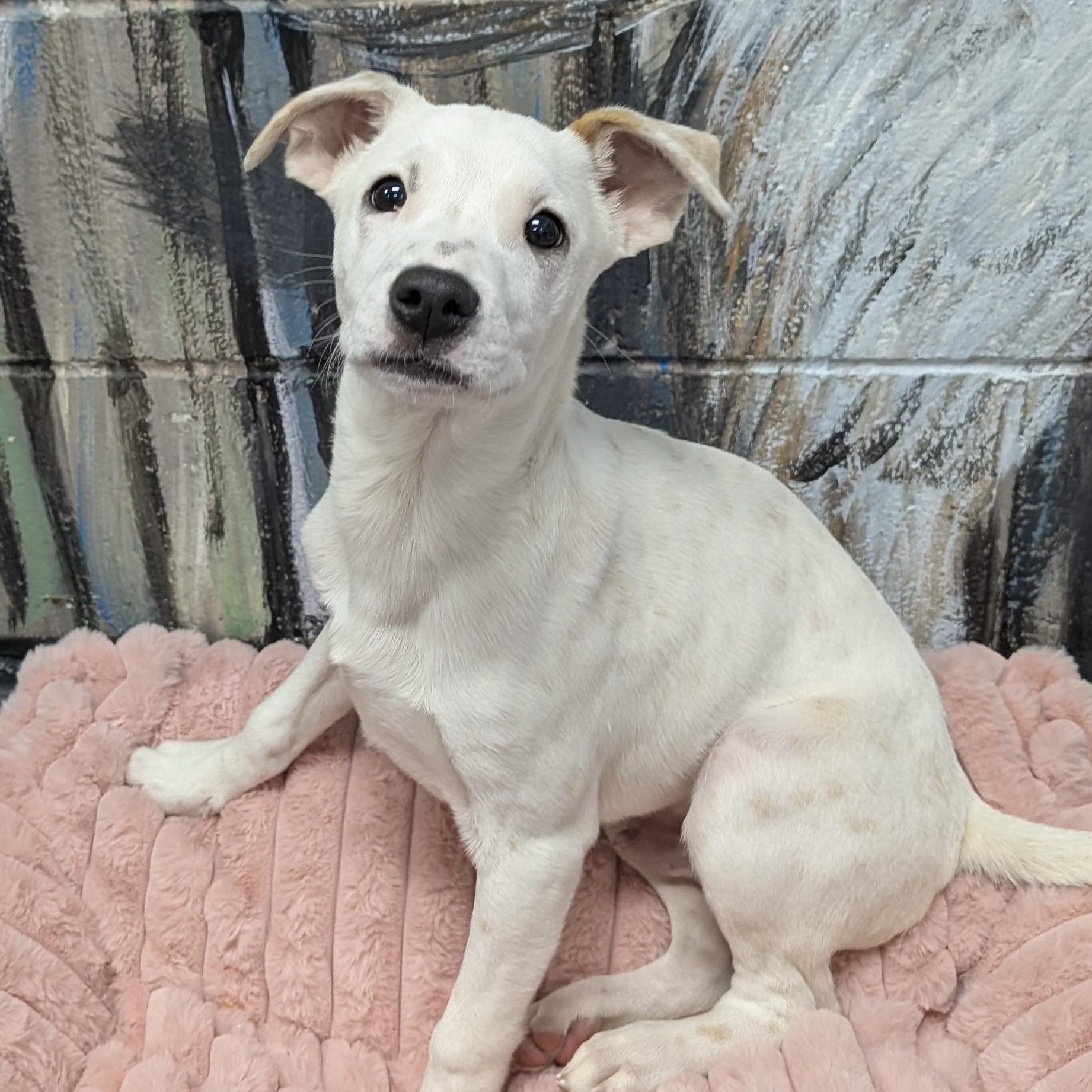 COSMO, Adoptable, Puppy Male Mixed Breed.