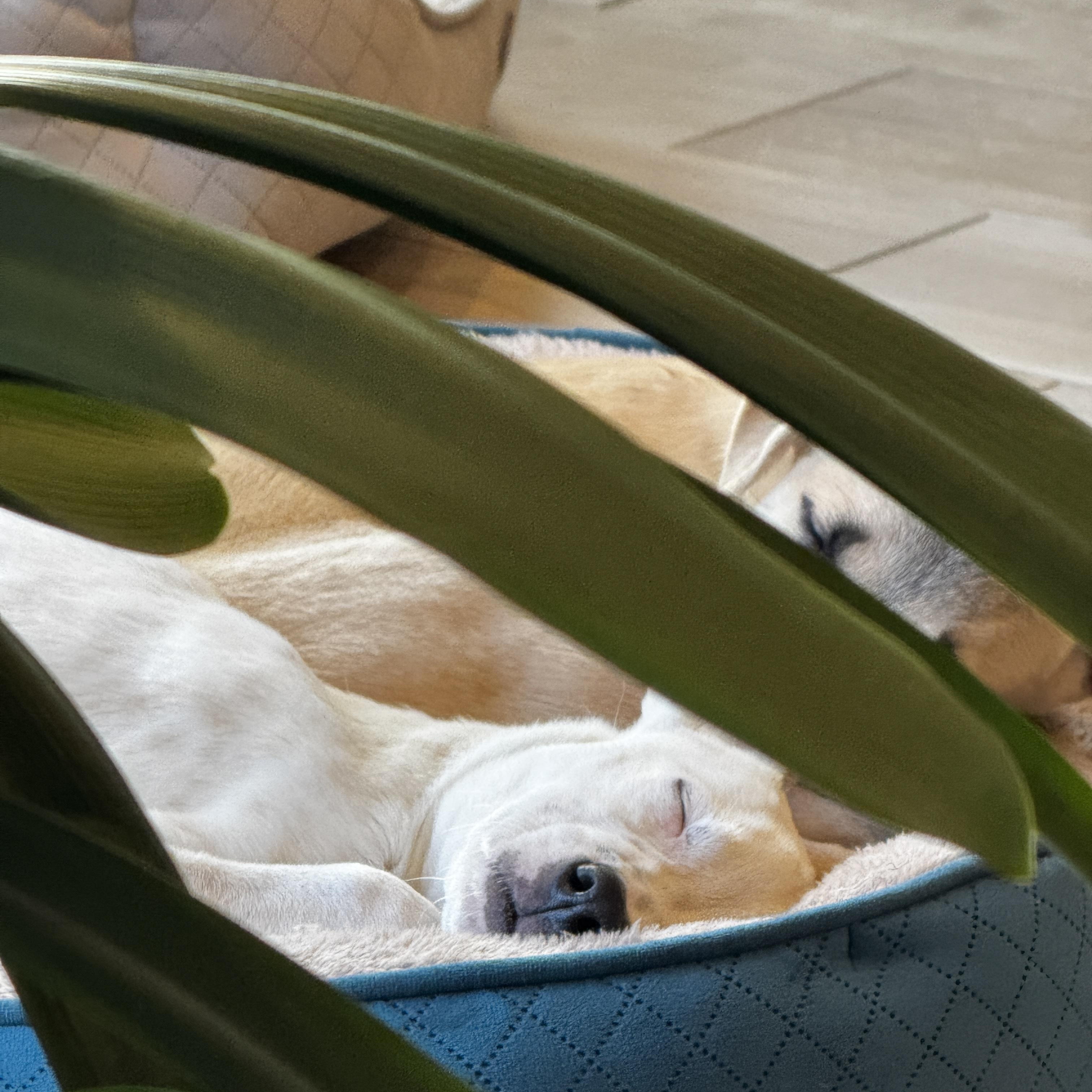 Enlarge COSMO, a Adoptable Mixed Breed in Cranston, RI image 5/5