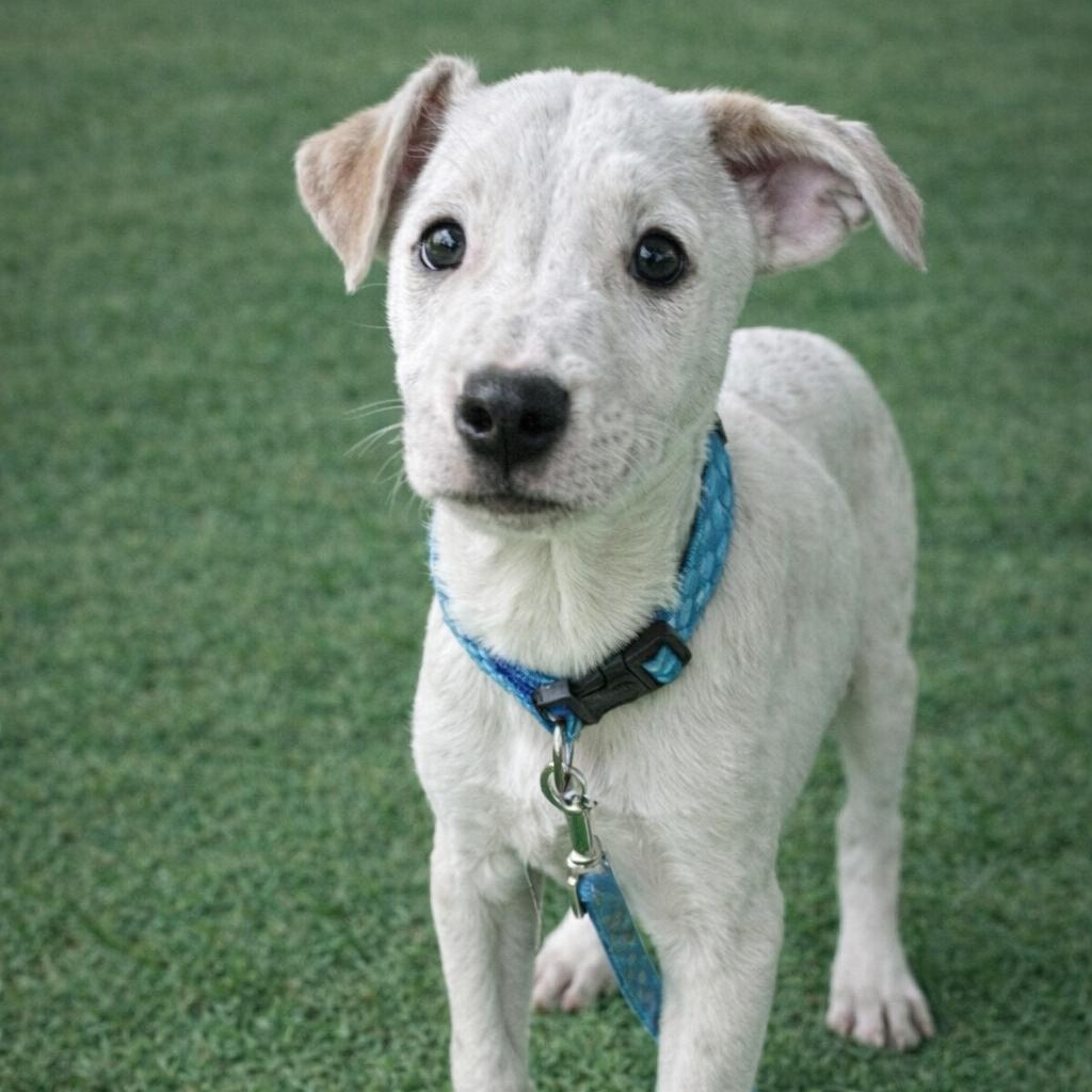 Enlarge COSMO, a Adoptable Mixed Breed in Cranston, RI image 1/5