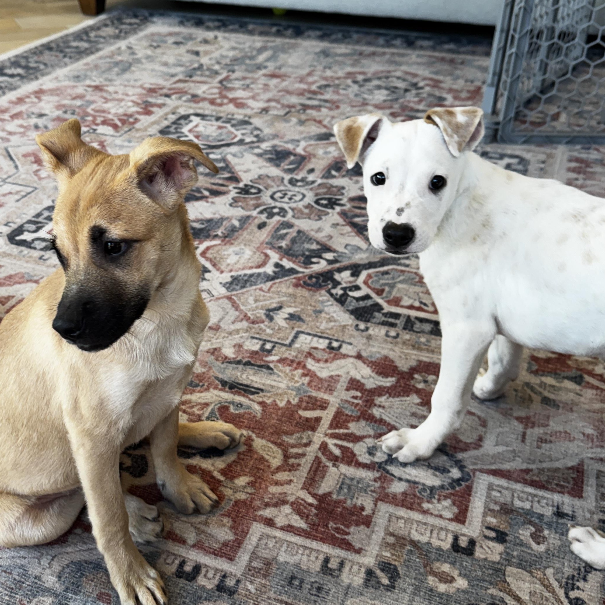 Enlarge COSMO, a Adoptable Mixed Breed in Cranston, RI image 4/5