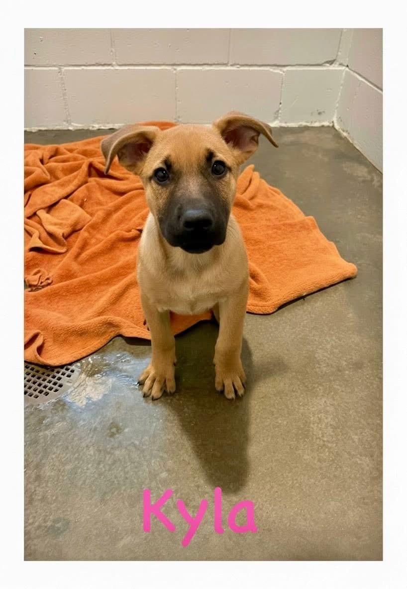 Enlarge Kyla, an adopted mixed breed in South Amboy, NJ image 1/1