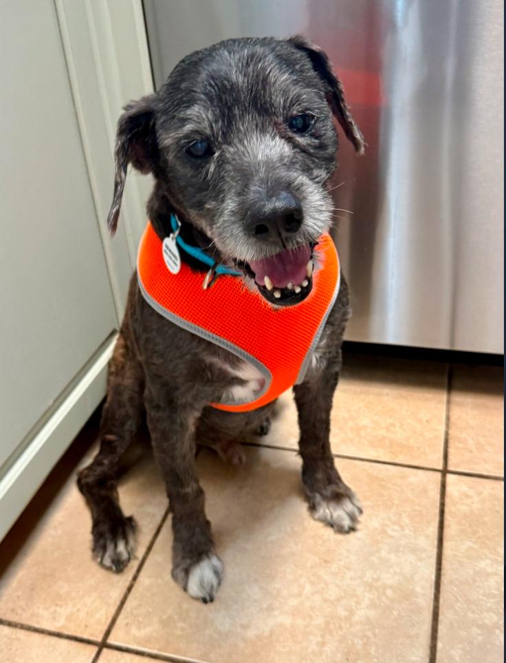 Enlarge Lucky, a ADOPTABLE Portuguese Water Dog in Los Angeles, CA image 1/1