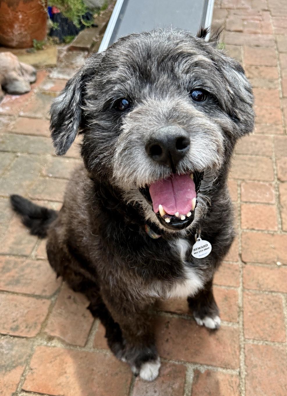 Enlarge Lucky, a Adoptable Portuguese Water Dog in Los Angeles, CA image 1/2