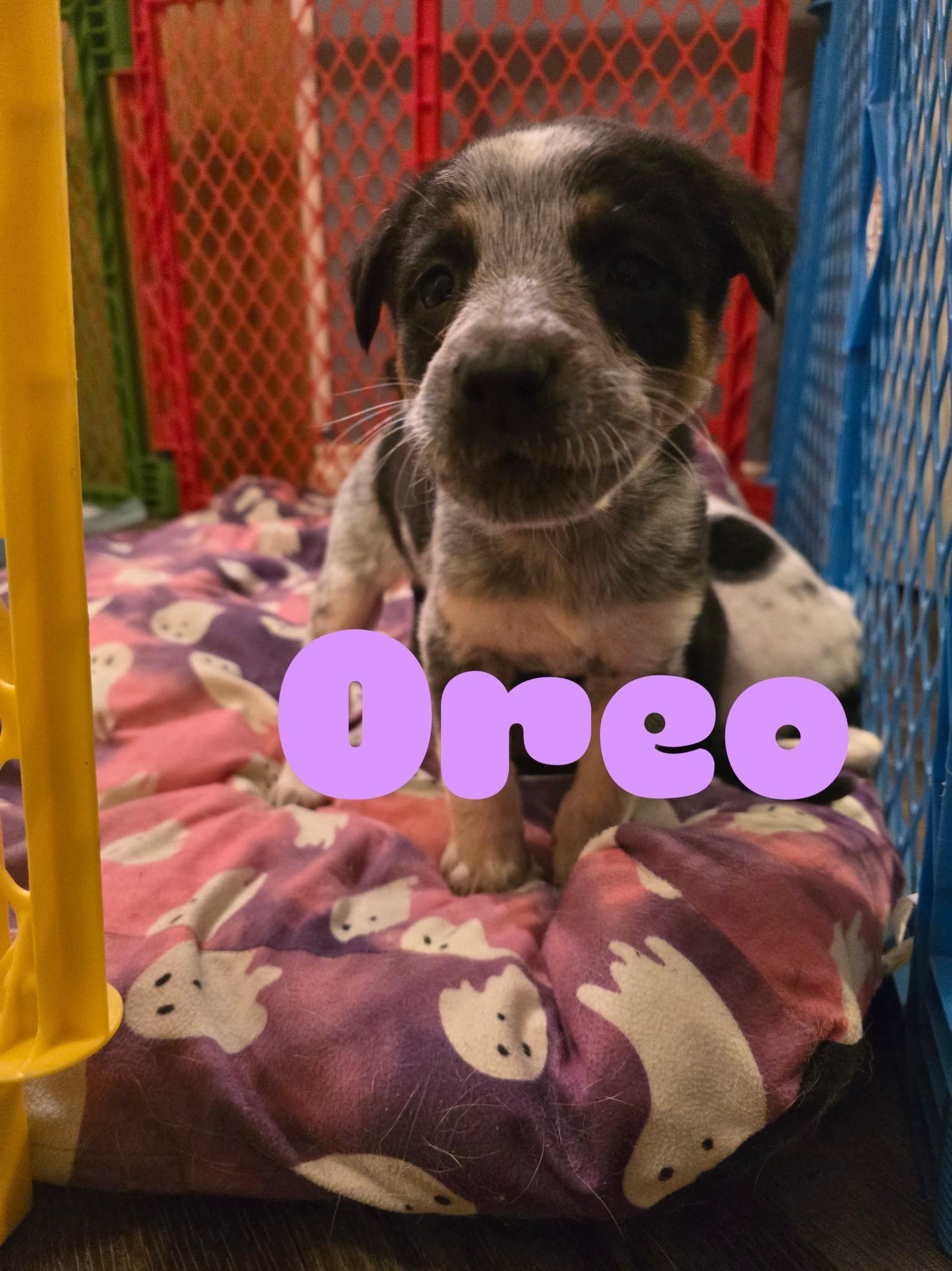 Oreo, Adopted, Young Female Australian Cattle Dog / Blue Heeler & German Shepherd Dog.
