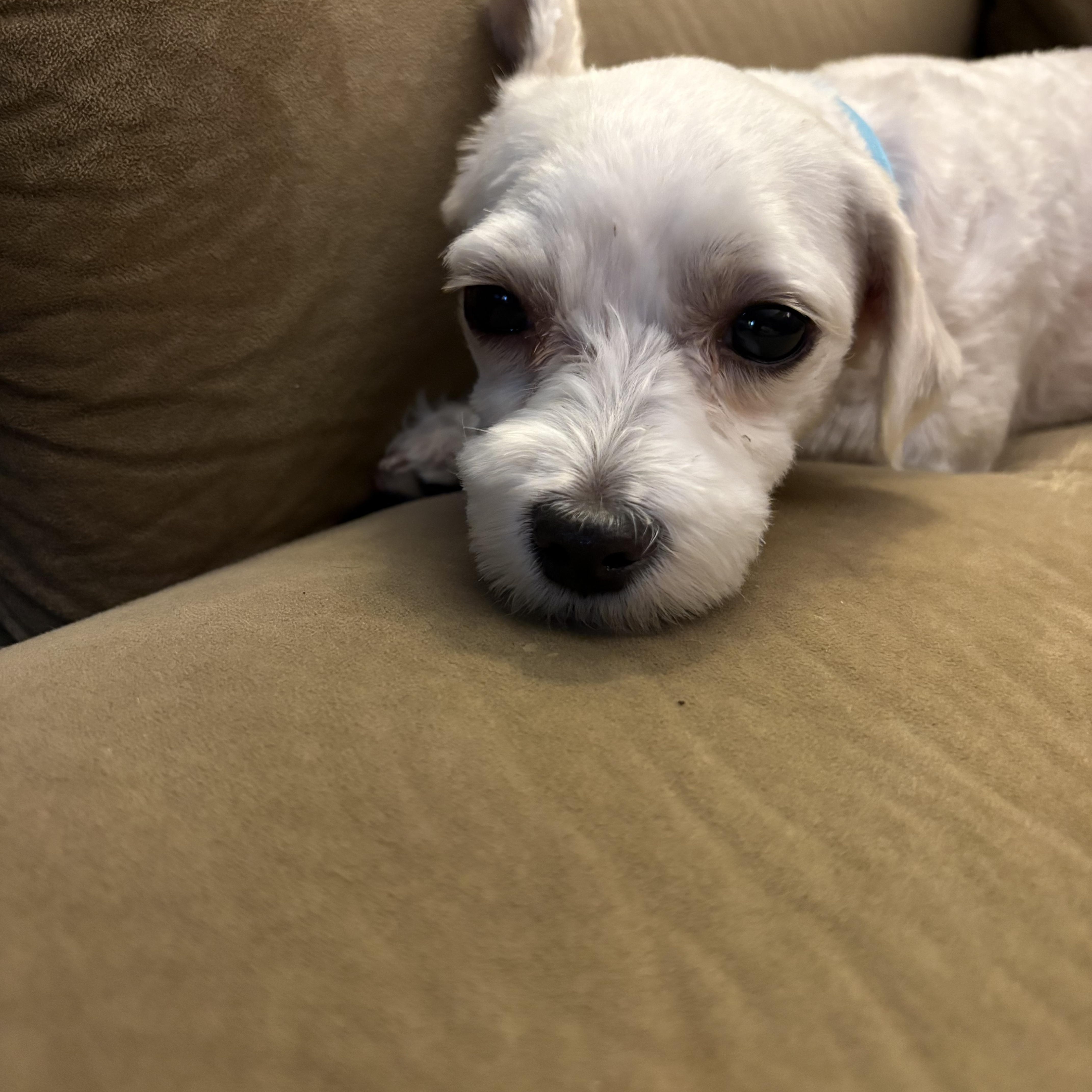 Fawn, an adopted Maltese in Kutztown, PA image 3/4
