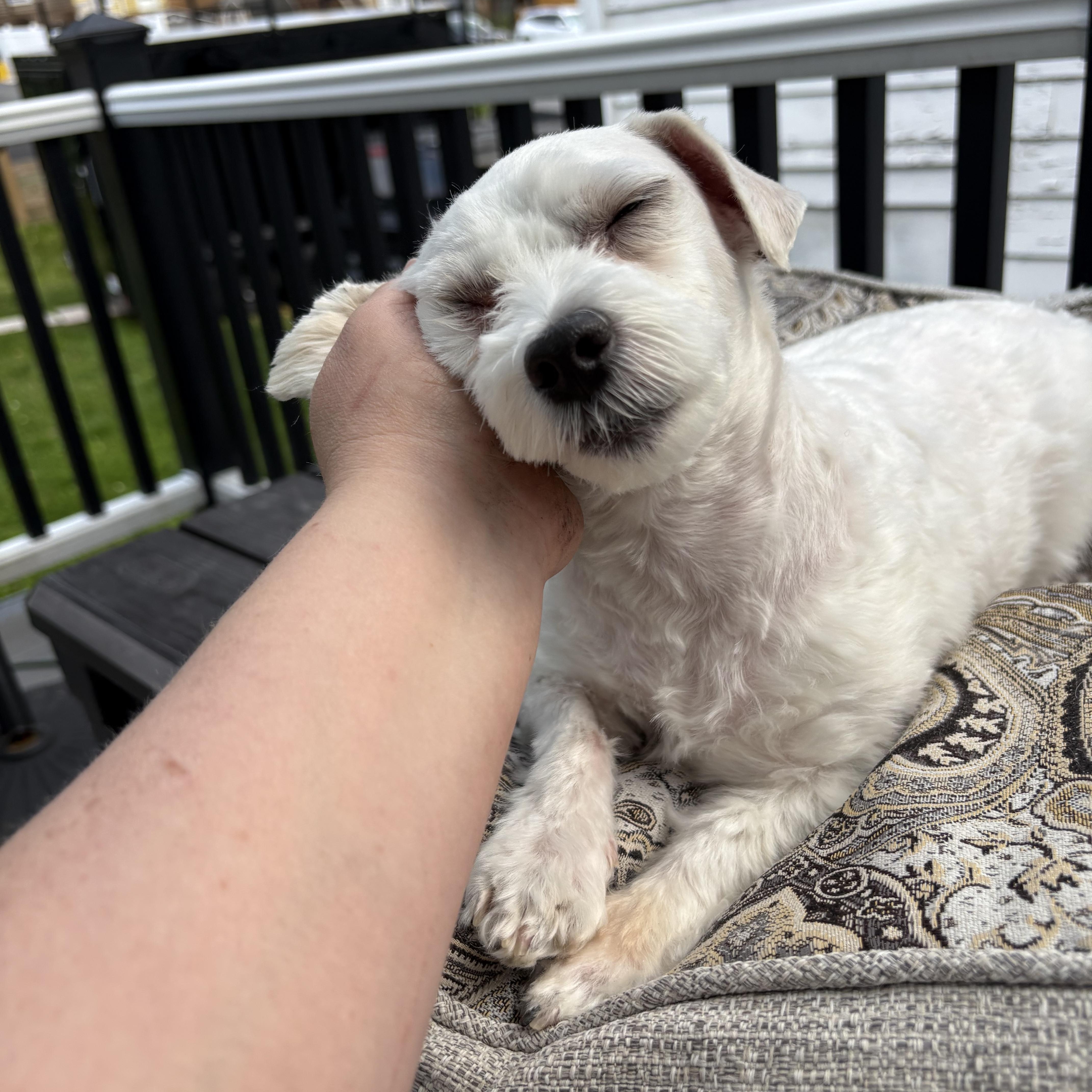 Fawn, an adopted Maltese in Kutztown, PA image 2/4