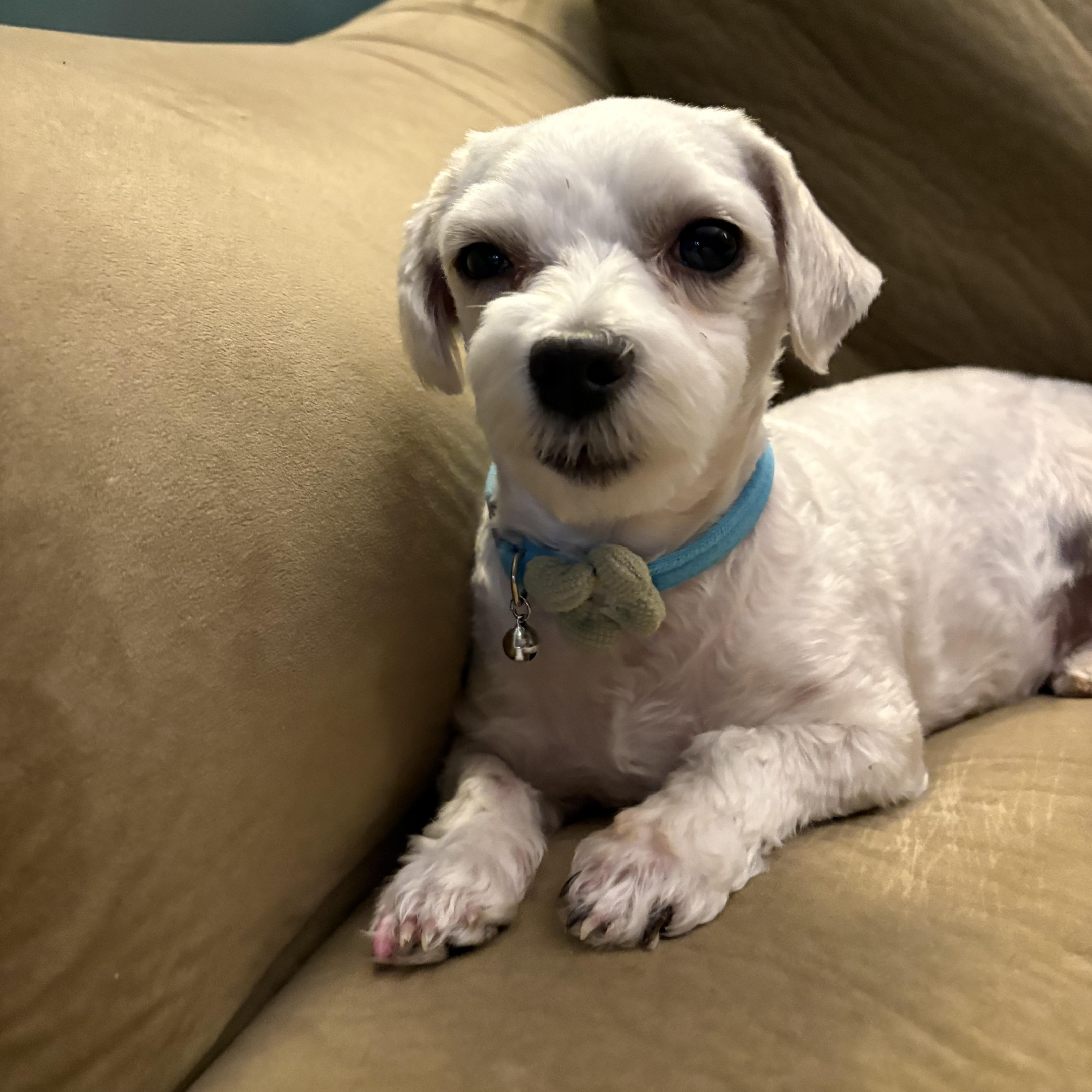 Fawn, an adopted Maltese in Kutztown, PA image 4/4