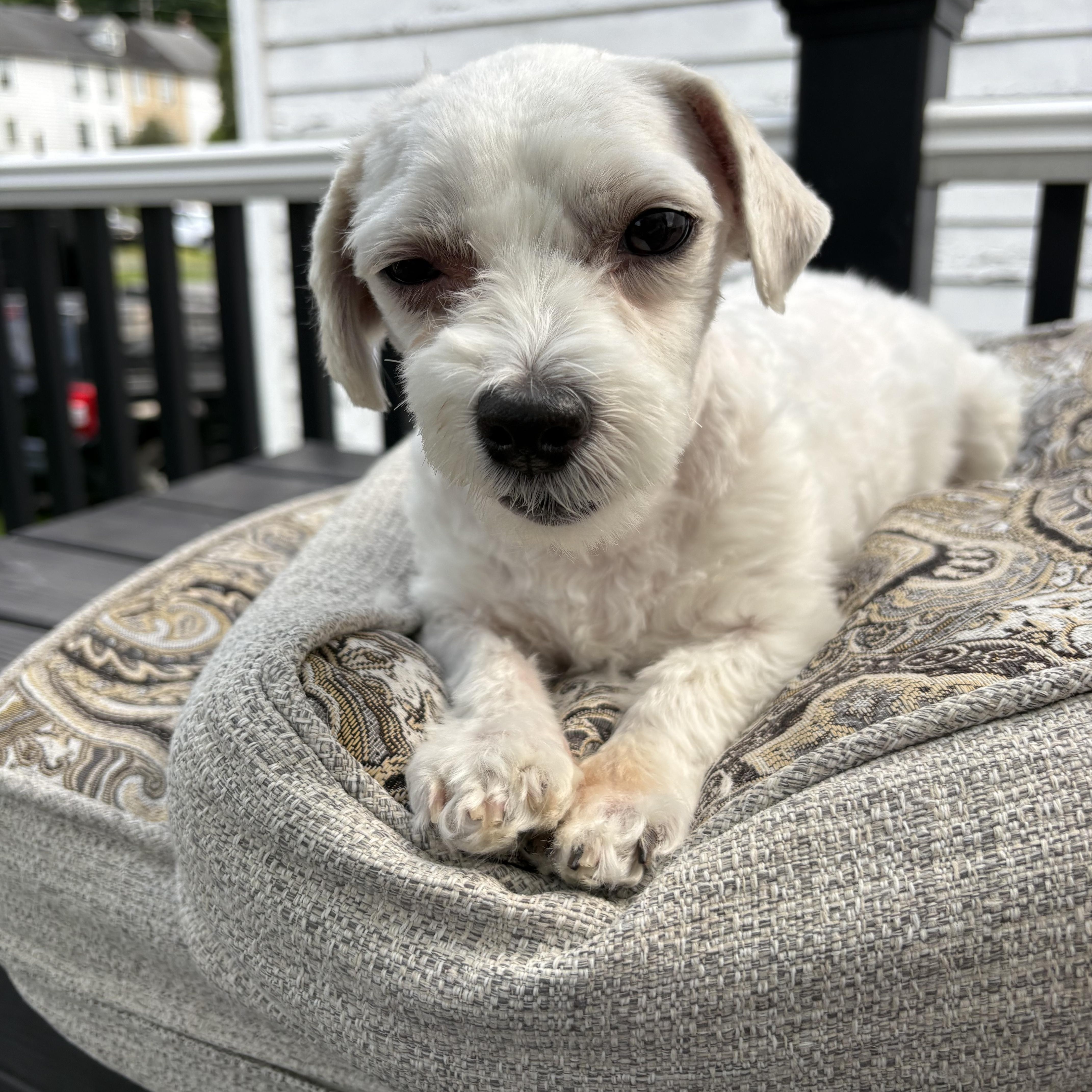 Fawn, an adopted Maltese in Kutztown, PA image 1/4