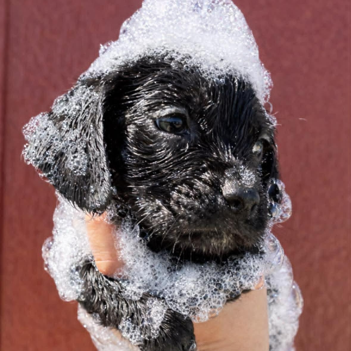 Neo, ADOPTABLE, Puppy Male Beagle.