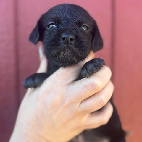 Enlarge Neo, a ADOPTABLE mixed breed in Crosby, TX image 3/3