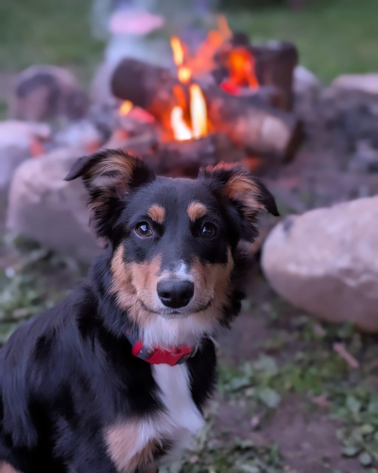 Enlarge Diesel, a Adoptable mixed breed in Monticello, MN image 6/6