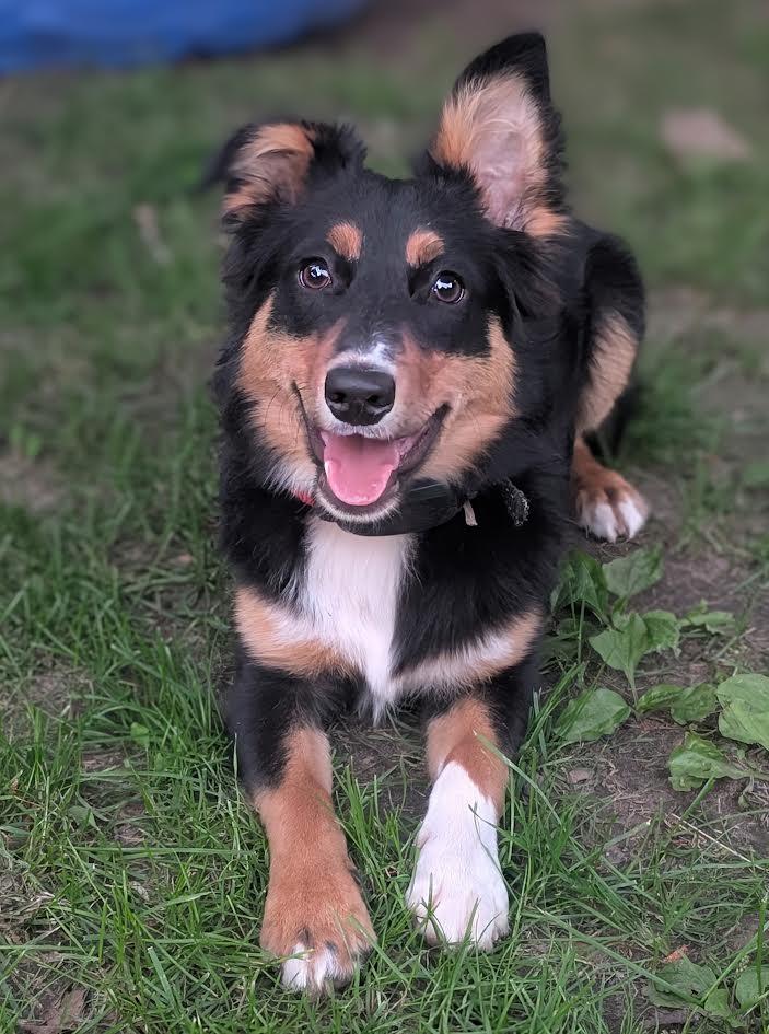 Enlarge Diesel, a Adoptable mixed breed in Monticello, MN image 2/6