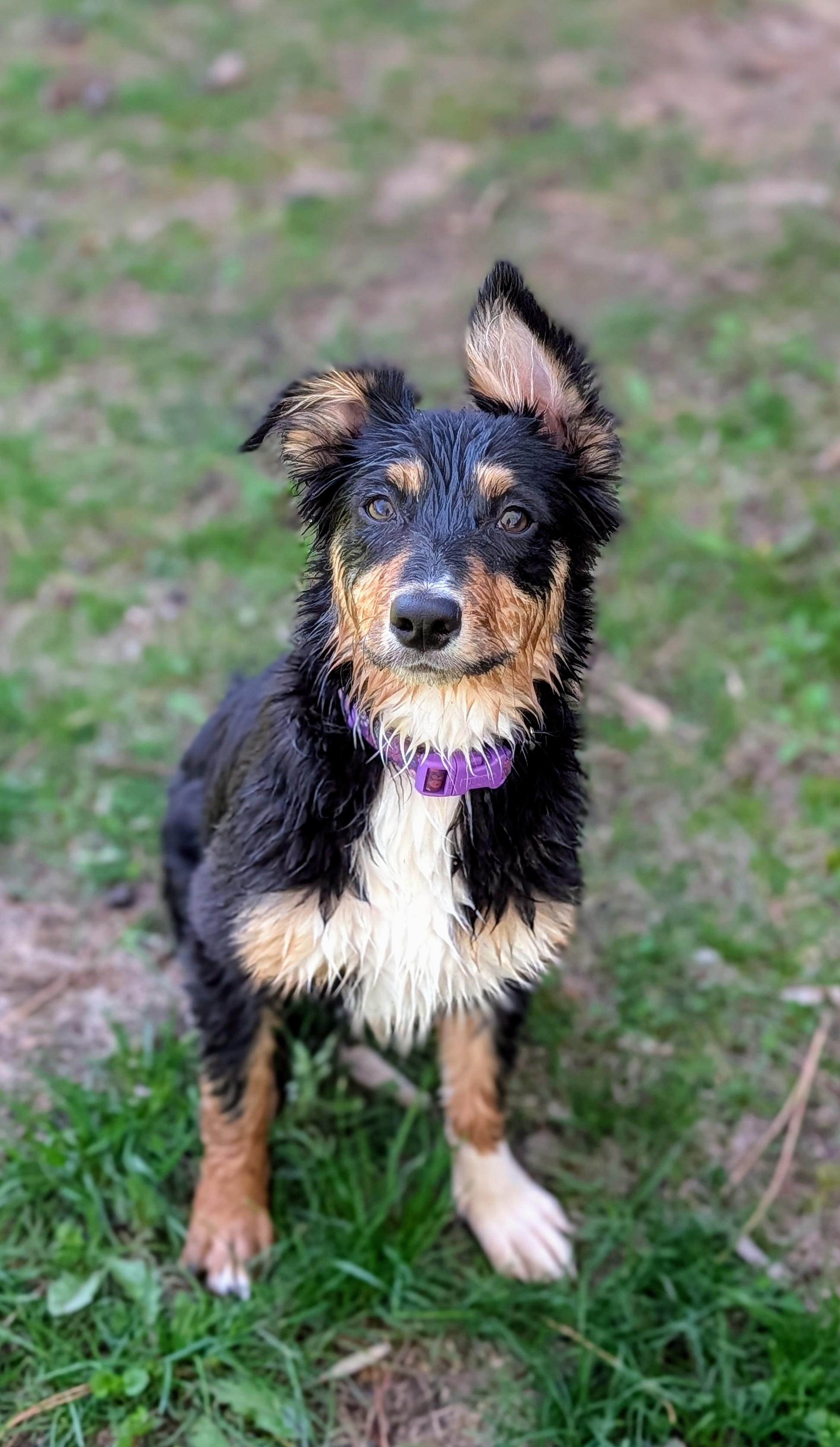 Enlarge Diesel, a Adoptable mixed breed in Monticello, MN image 5/6