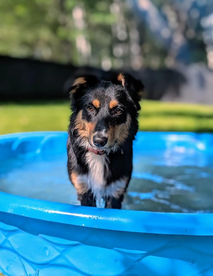 Enlarge Diesel, a Adoptable mixed breed in Monticello, MN image 3/6