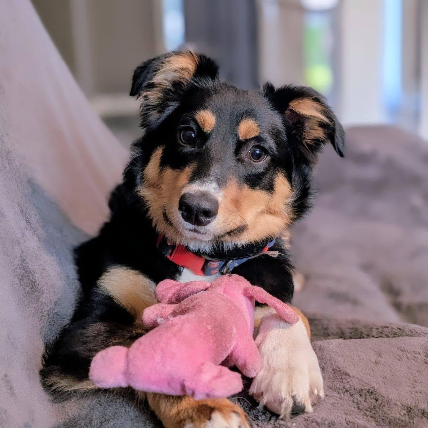 Enlarge Diesel, a Adoptable mixed breed in Monticello, MN image 4/6