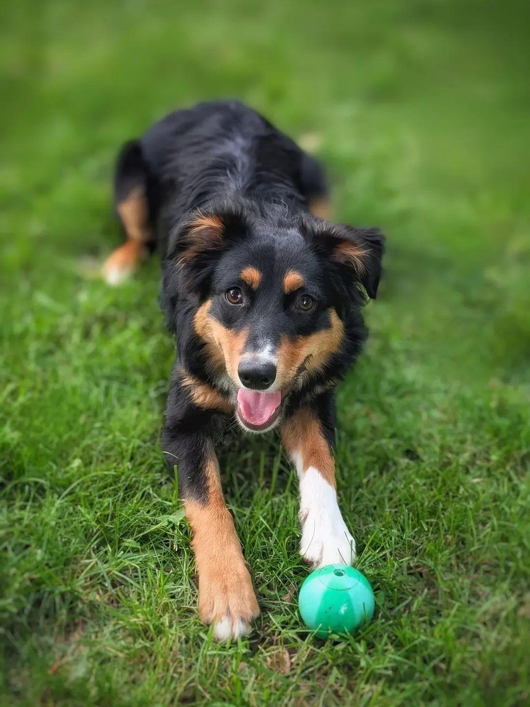 Enlarge Diesel, a Adoptable mixed breed in Monticello, MN image 1/6