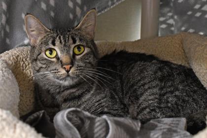 Gizmo, a Adoptable mixed breed in Scotia, NY image 1/3