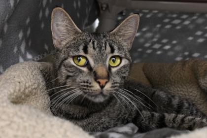 Gizmo, a Adoptable mixed breed in Scotia, NY image 2/3