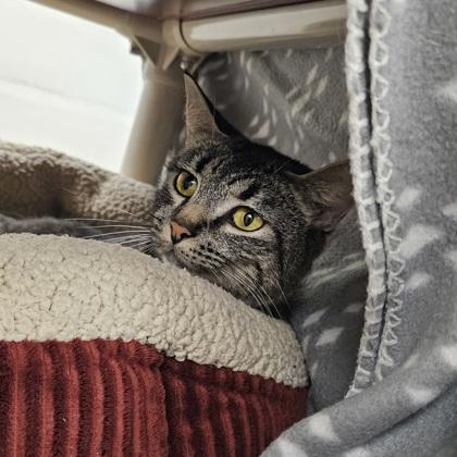 Gizmo, a Adoptable mixed breed in Scotia, NY image 3/3