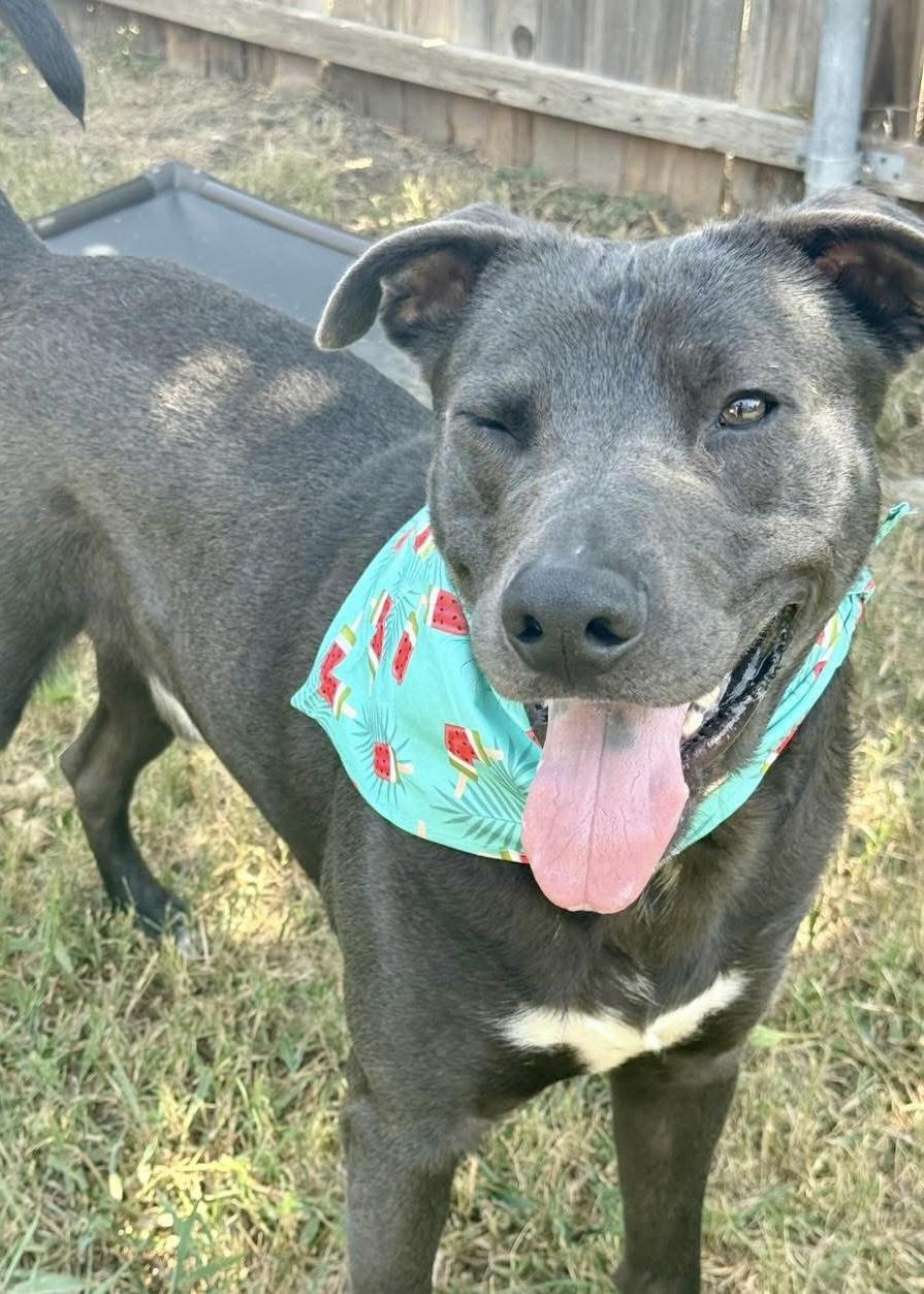 Enlarge Rocky, a Adoptable mixed breed in Fort Worth, TX image 1/6