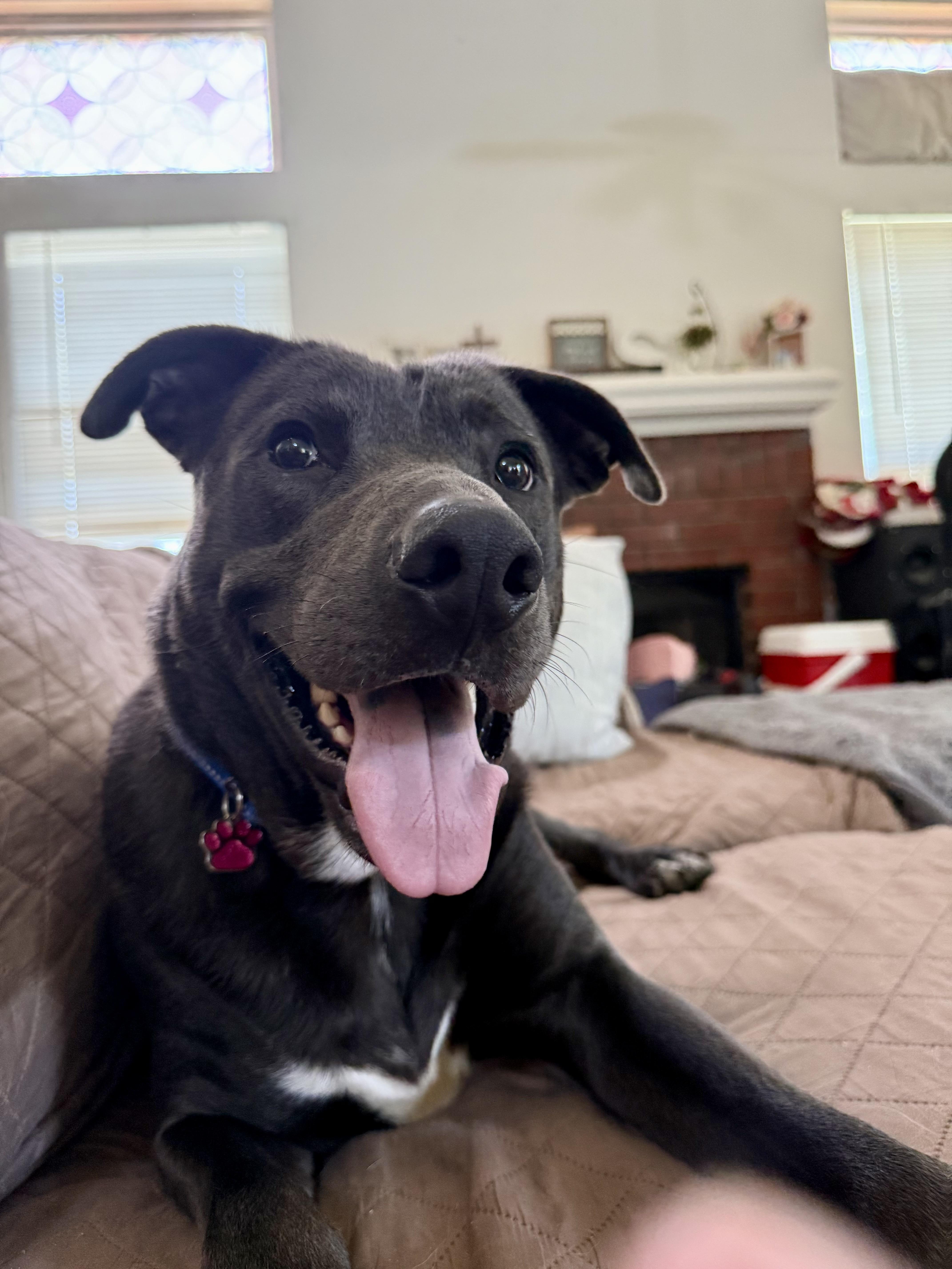 Enlarge Rocky, a Adoptable mixed breed in Fort Worth, TX image 2/6