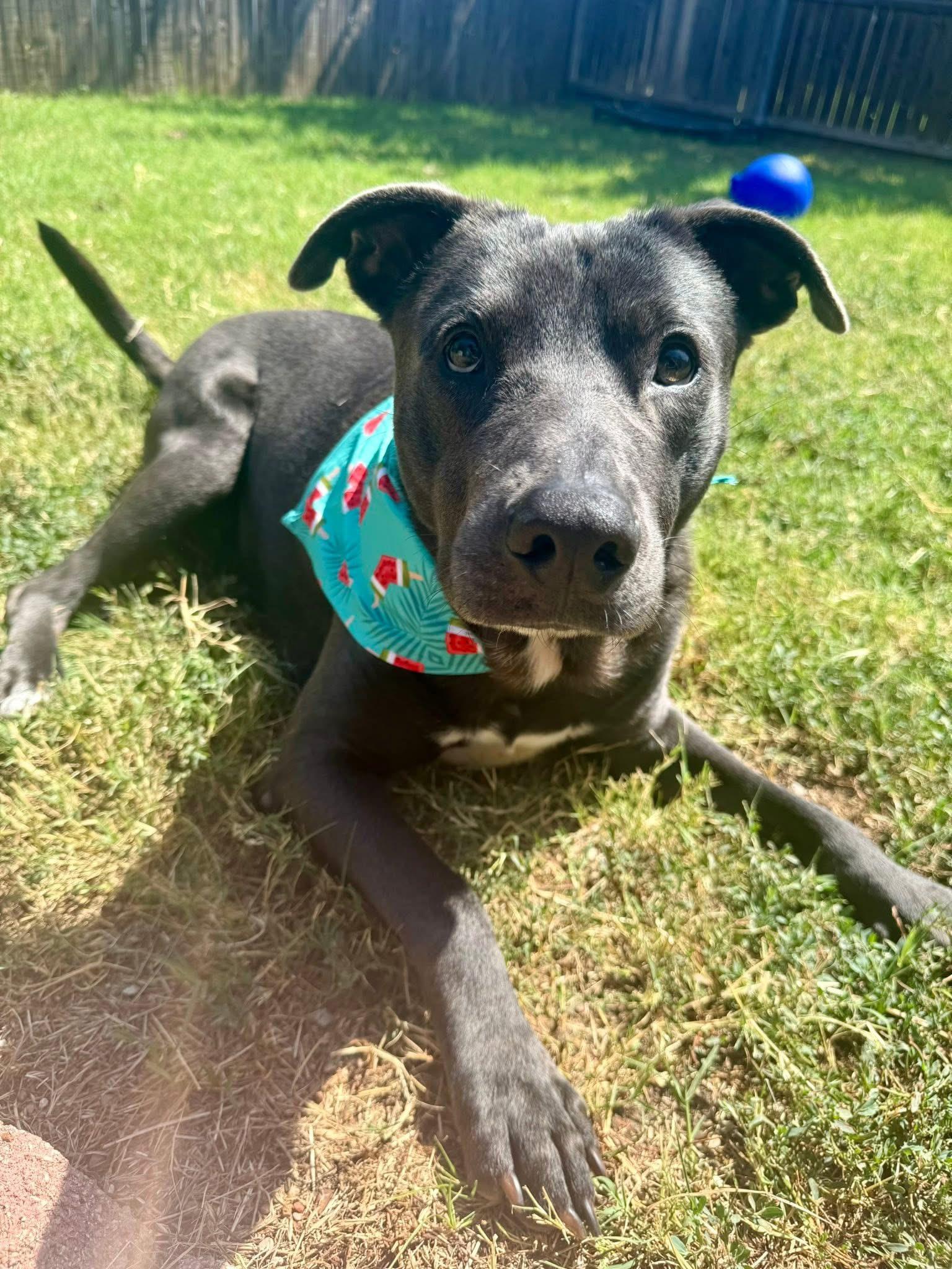 Enlarge Rocky, a Adoptable mixed breed in Fort Worth, TX image 3/6