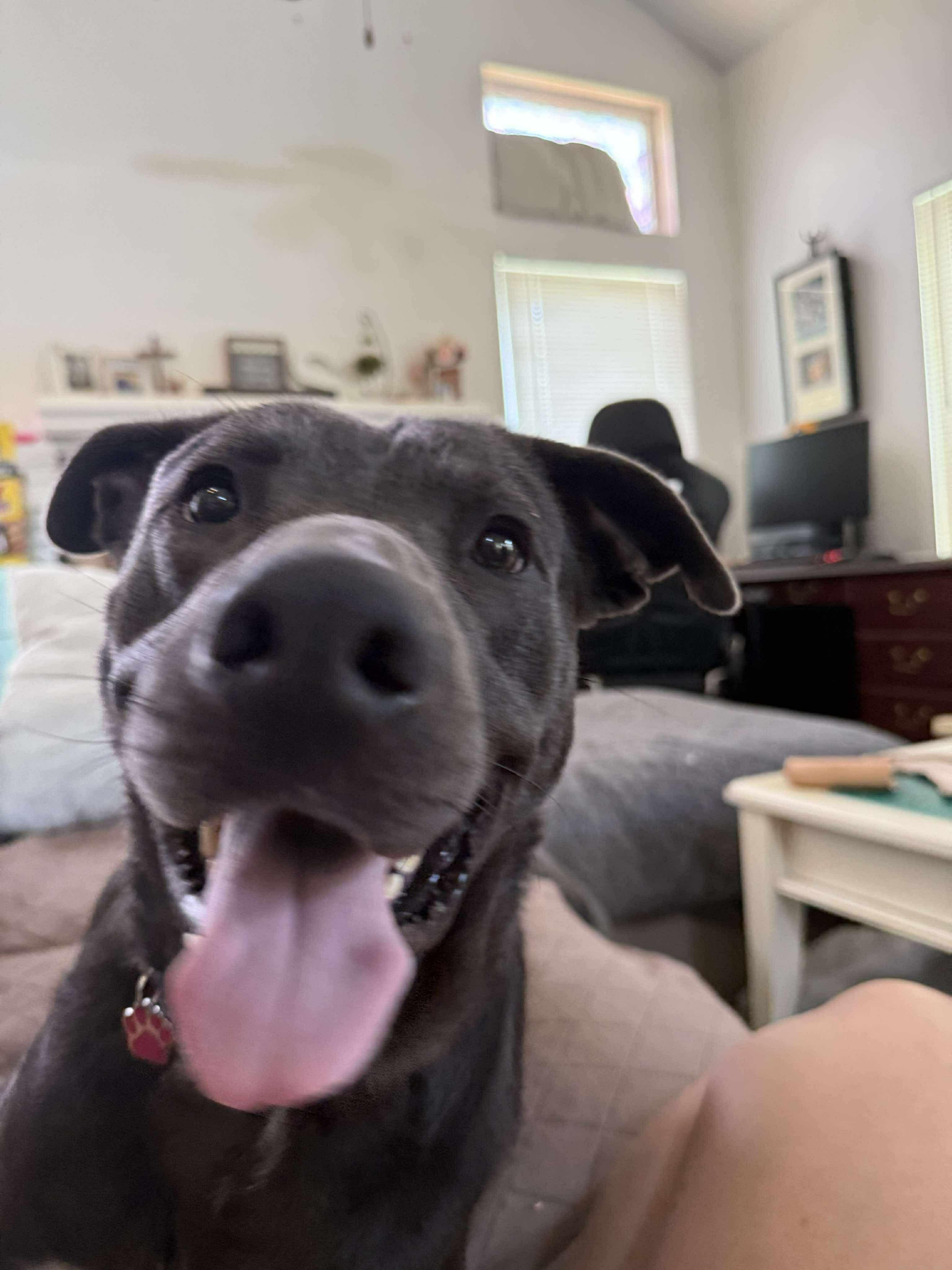 Enlarge Rocky, a Adoptable mixed breed in Fort Worth, TX image 4/6