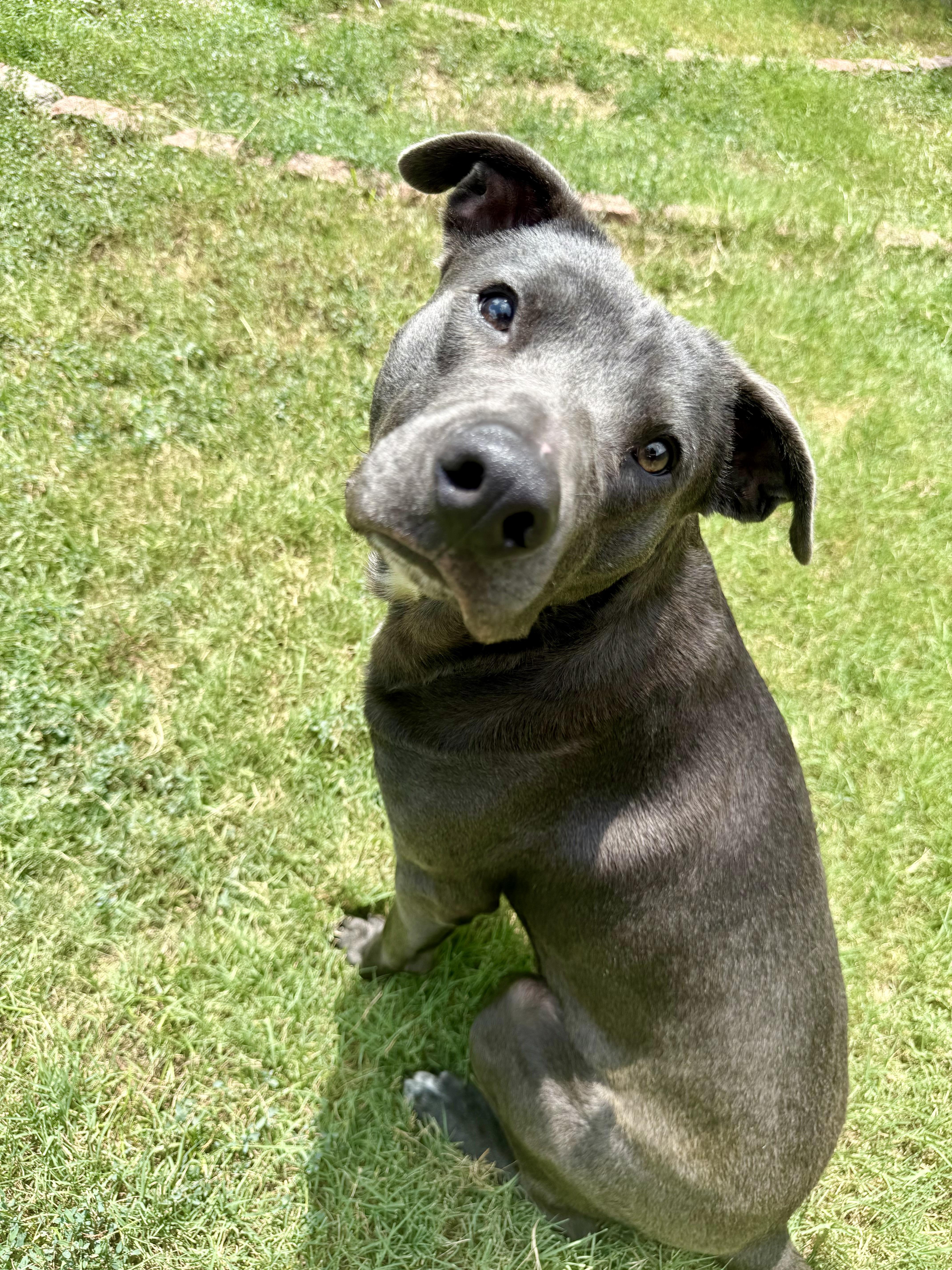 Enlarge Rocky, a Adoptable mixed breed in Fort Worth, TX image 5/6