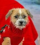 Lucy, Adoptable, Puppy Female Border Terrier.