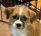Lucy, Adoptable, Puppy Female Border Terrier.