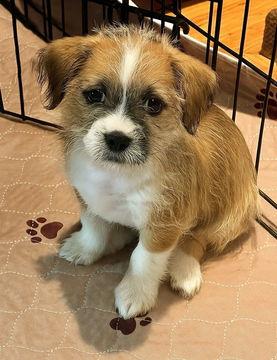 Lucy, a Adoptable Border Terrier in Fremont, CA image 2/2